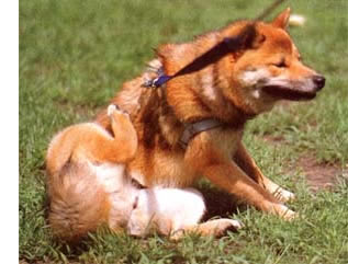 Non-Toxic Flea Control